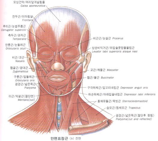 앞면표정근 (전면)
